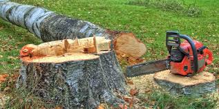 How Our Tree Care Process Works  in  Rupert, WV