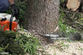 Best Tree Disease Treatment  in Rupert, WV