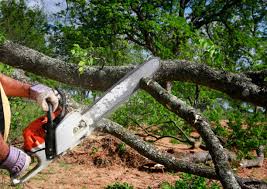 Best Tree and Shrub Care  in Rupert, WV