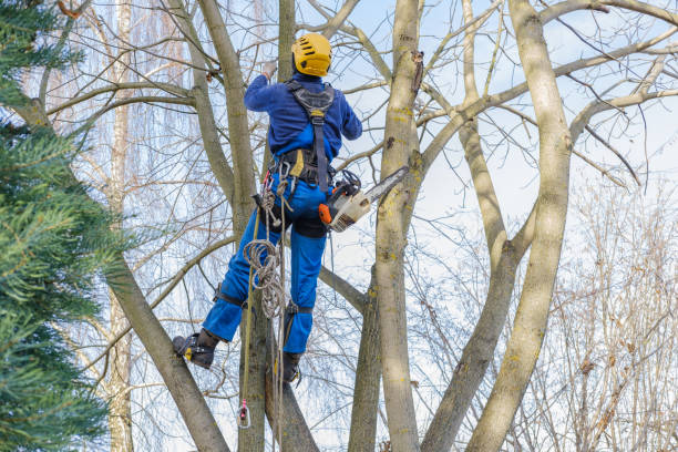 Best Arborist Consultation Services  in Rupert, WV