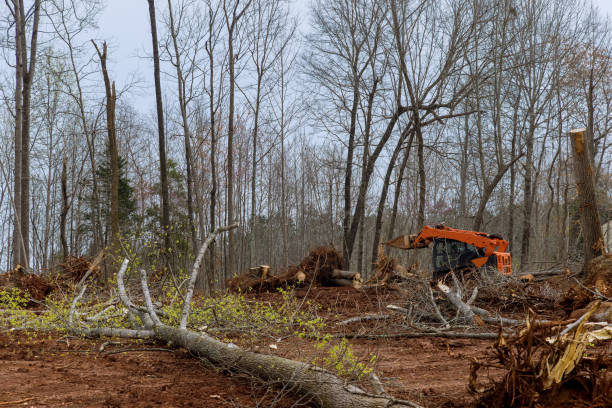 Professional Tree Care in Rupert, WV