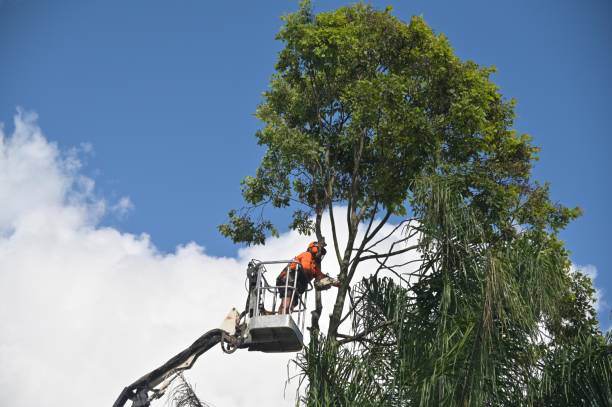 Best Pest Control for Lawns  in Rupert, WV