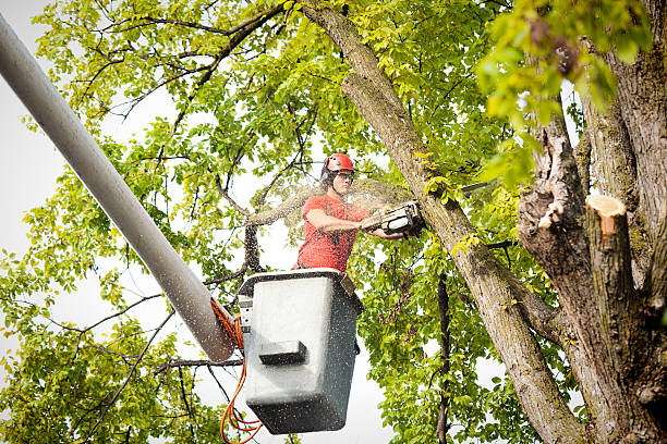 Best Storm Damage Tree Cleanup  in Rupert, WV