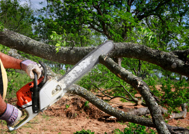 Best Firewood Processing and Delivery  in Rupert, WV
